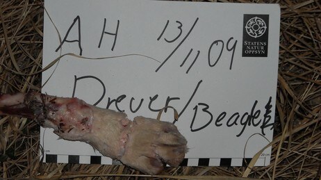 Drever drept av ulv i Halden (Foto: Statens Naturoppsyn) Drever drept av ulv i Halden (Foto: Statens Naturoppsyn)