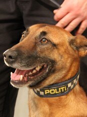 Bombehunden Aron (Foto: Helge Carlsen/NRK) Bombehunden Aron (Foto: Helge Carlsen/NRK)