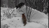 Reven og hunden leker - Created by InfoDispatcher