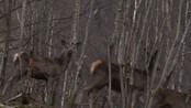 Har flest hjortepåkøyrsler i Norge - Lærdal har flest påkøyrslar av hjort i heile Norge.
Kvart år blir fleire titalls dyr køyrde ned, og no vil kommunen at Vegvesenet skal betale for betre sikring.
