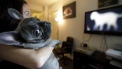 Dog TV (Ap) Dog TV (Ap)