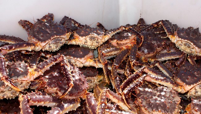 Kongekrabber (Foto: Eilif Aslaksen/NRK)