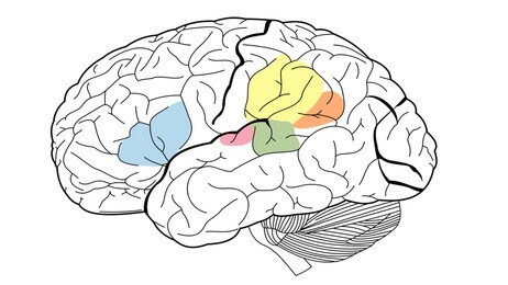 Primær auditorisk cortex  (Foto: Figur: James.mcd.nz, Wikimedia Commons)
