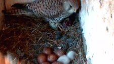 Falk med bytte i reiret (Foto: Direktoratet for naturforvaltning/NRK)