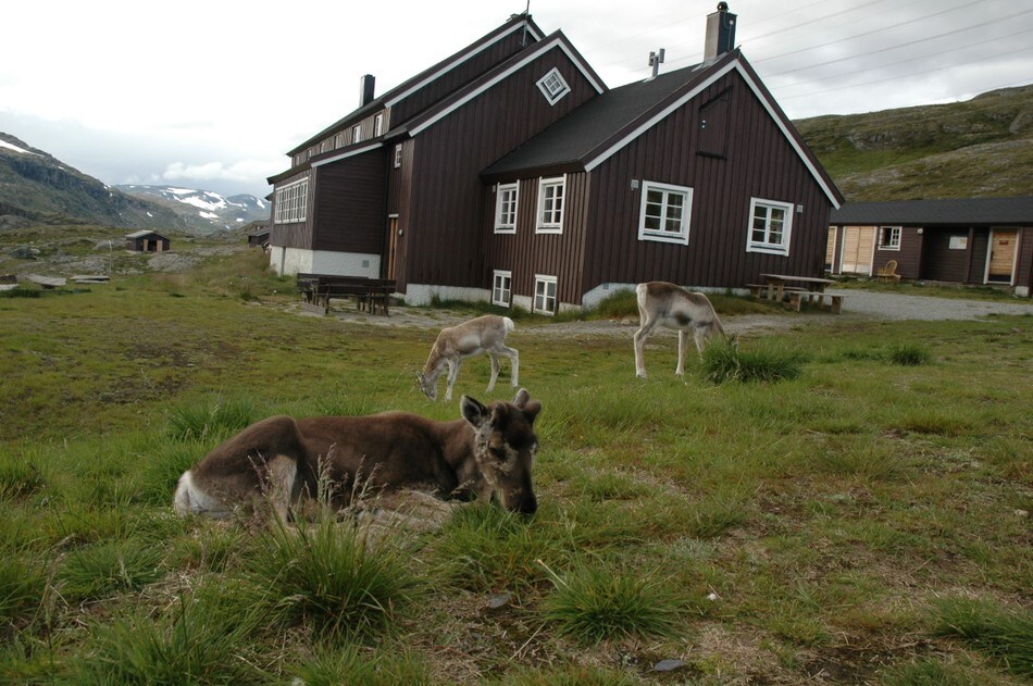 Reinsdyr ved Geiterygghytta