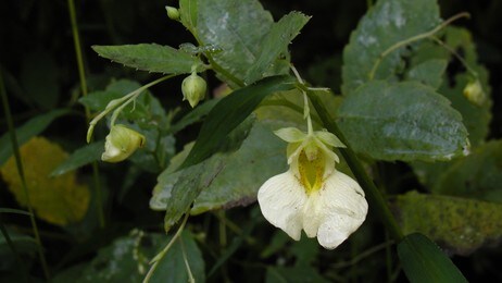 Impatiens pallida Impatiens pallida