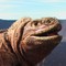 En rosa iguana på Galapagos.