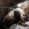 Beijing Zoo: Denne pandabjørnen måtte få litt hjelp til å kjøle seg ned då temperaturen i Kina sin hovudstad nådde 40 grader. 
