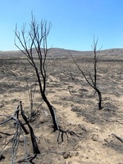 Wood Hollow-brannen i Utah (Foto: GEORGE FREY/Reuters) Wood Hollow-brannen i Utah (Foto: GEORGE FREY/Reuters)