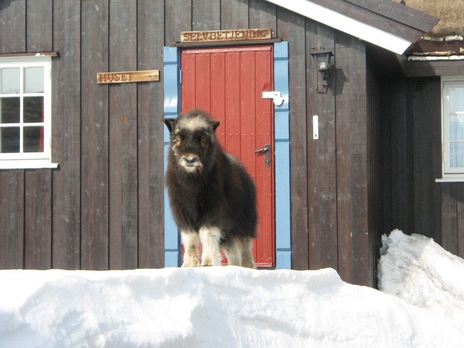 Moskus på Grimsdalshytta