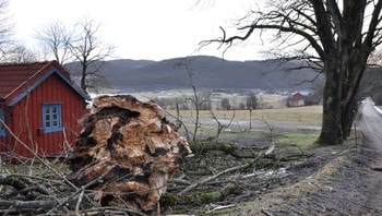 Fredede trær i norge