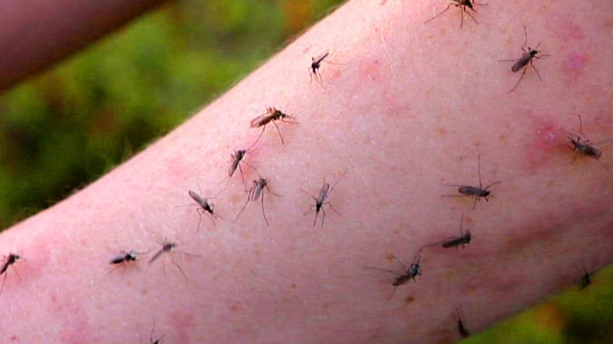 Allergisk mot myggstikk