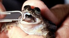 Gastric-Brooding Frog (Foto: Australian Government Department of the Environment, Water, Heritage and the Arts) Gastric-Brooding Frog (Foto: Australian Government Department of the Environment, Water, Heritage and the Arts)