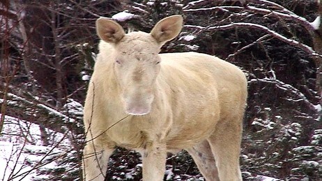 Albinoelgen Albin fra Østfold-skogene (Foto: Oddbjørn Onsaker) Albinoelgen Albin fra Østfold-skogene (Foto: Oddbjørn Onsaker)