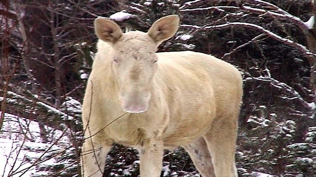 Albino Elg