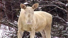Albinoelgen Albin fra Østfold-skogene (Foto: Oddbjørn Onsaker) Albinoelgen Albin fra Østfold-skogene (Foto: Oddbjørn Onsaker)