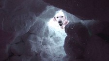 Prixi kommer seg gjennom snøen (Foto: Paal A. Svendsen/NRK)