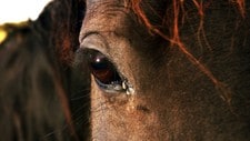 Hest (Foto: Illustrasjonsfoto: Colourbox.no) Hest (Foto: Illustrasjonsfoto: Colourbox.no)