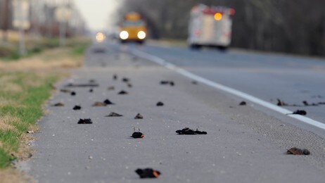 Døde fugler i Louisiana (Foto: Liz Condo/Ap) Døde fugler i Louisiana (Foto: Liz Condo/Ap)