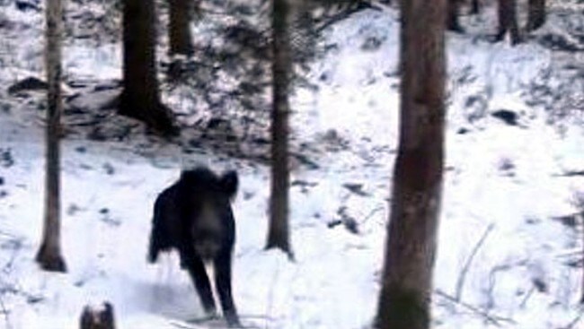 Angrepet av villsvin (Foto: www.jaktfilm.net)