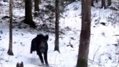 Angrepet av villsvin