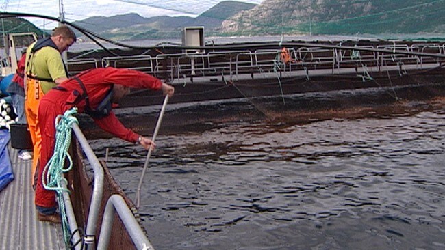 Oppdrettsanlegg (Foto: Torbjørn Fardal/NRK)