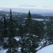 Tjuvenborgkoia