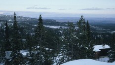 Tjuvenborgkoia