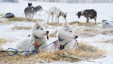 Hunder i Finnmarksløpet (Foto: Knut-Sverre Horn/NRK)