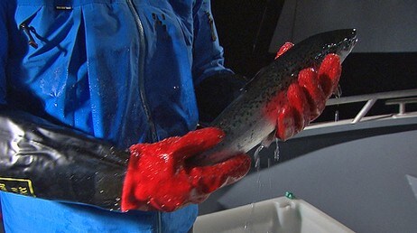 Oppdrettslaks (Foto: Rune Kjær Valberg/NRK) Oppdrettslaks (Foto: Rune Kjær Valberg/NRK)