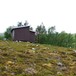 Blåkollkoia