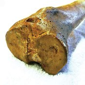 Olav den Helliges bein Olav den Helliges bein