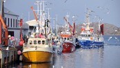 Dagens fangst blir levert på Vansøya, Vikna (Foto: Knut Grindvik) Dagens fangst blir levert på Vansøya, Vikna (Foto: Knut Grindvik)