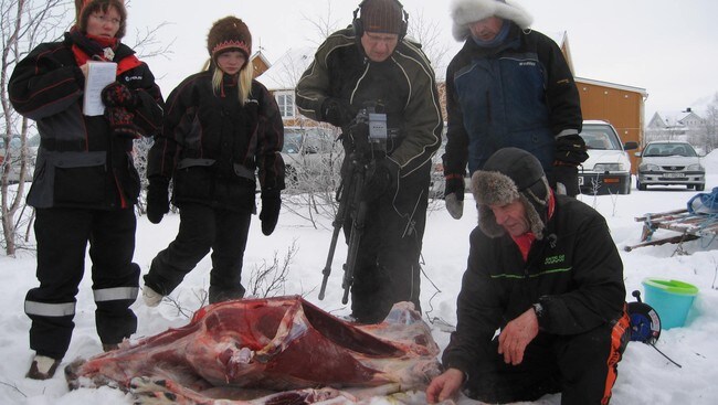 Tradisjonskunnskap gir nye muligheter (Foto: Liv Inger Somby)