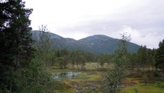 Noen myrer må passeres