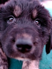 Hund (Foto: CAI YANG/AP) Hund (Foto: CAI YANG/AP)