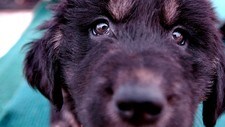 Hund (Foto: CAI YANG/AP) Hund (Foto: CAI YANG/AP)