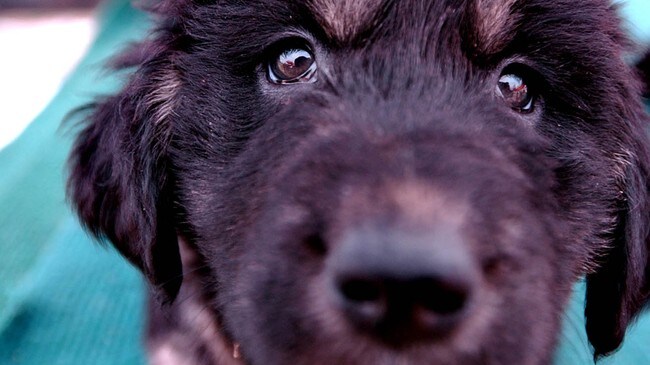 Hundevalp (Foto: CAI YANG/AP) Hundevalp (Foto: CAI YANG/AP)