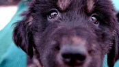 Hund (Foto: CAI YANG/AP) Hund (Foto: CAI YANG/AP)
