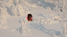 Vinter på Kvaløya (Foto: Kristian Prytz)