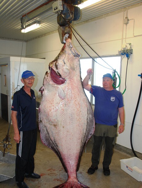 KVEITE PÅ 212 KILO: Fiskekompisene f.v. Bosse Carlsson (59) og Hans-Olov Nilsson (48) fikk sitt livs (Foto: Arild Juul)
