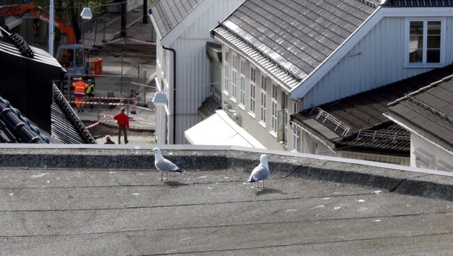Måker i byen (Foto: Jan Gulliksen/NRK) Måker i byen (Foto: Jan Gulliksen/NRK)