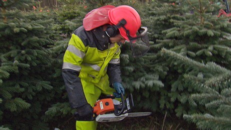 Juletrehogst (Foto: Ole Andreas Bø/NRK) Juletrehogst (Foto: Ole Andreas Bø/NRK)