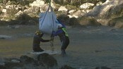 200 tonn grus til laks - I dag fikk laksen i Ågårdselva i Sarpsborg seg en hyggelig overraskelse- over 200 tonn med grus levert «på døra» med helikopter.
Hunnlaksen foretrekker nemlig finere grus for å legge egg. Håpet er at de nå skal trives og formere seg som aldri før.