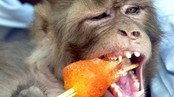 Ape med ispinne