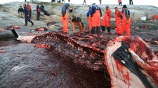 Vågehvalslakting i Arktis (Foto: Knut Espen Solberg)