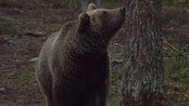 Sture Åhrén - Lederen for Ohredahke sameby, Sture Åhrén, forteller at områder der en bjørn nylig angrep en reineier har et gigantisk bjørneproblem.
