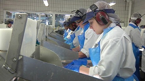 Fileten, Aker Seafoods Båtsfjord  (Foto: Bård Wormdal/NRK)