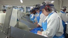 Fileten, Aker Seafoods Båtsfjord  (Foto: Bård Wormdal/NRK)