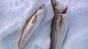 Supernytt - Isfiske på fjorden - Supernytt - Isfiske på fjorden
